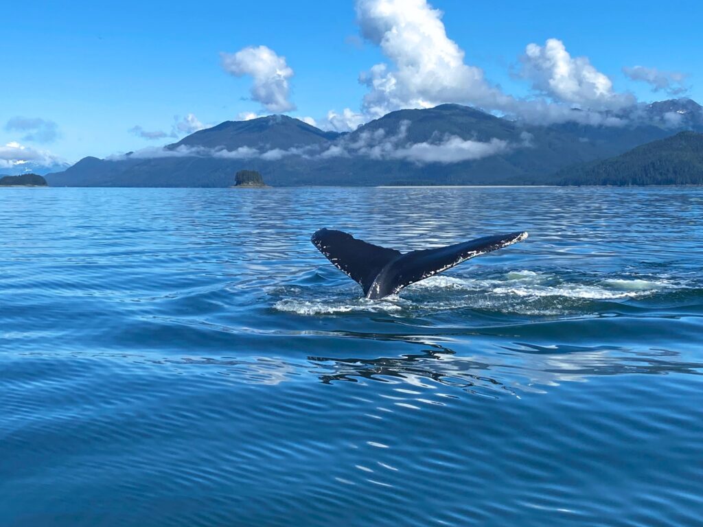A humpback whale's fluke raised above the water as it dives, mountainous islands of Southeast Alaska behind.
